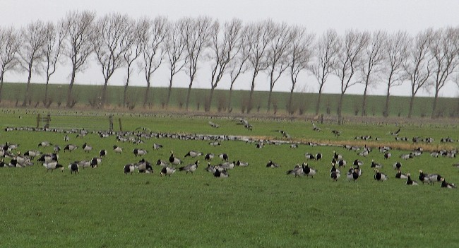 FRIESLAND > Weideland > Brandgänse