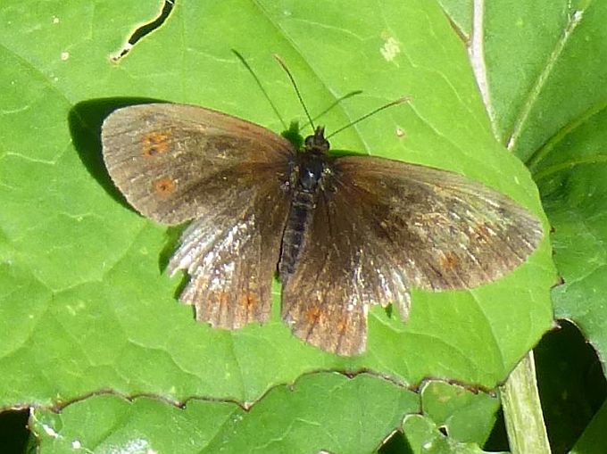 Karersee>Elisabeth-Promenade>Schmetterling1