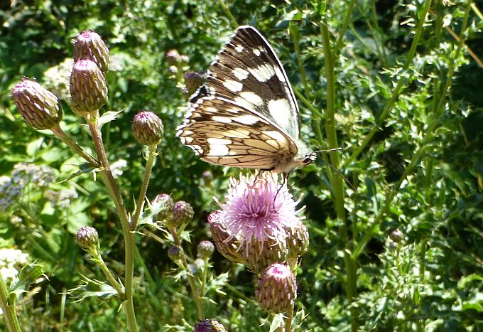 Karersee>Elisabeth-Promenade>Schmetterling3