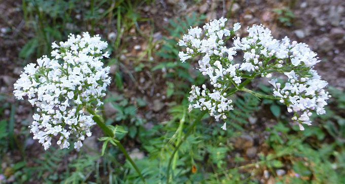 Karersee>Elisabeth-Promenade>Blumen11