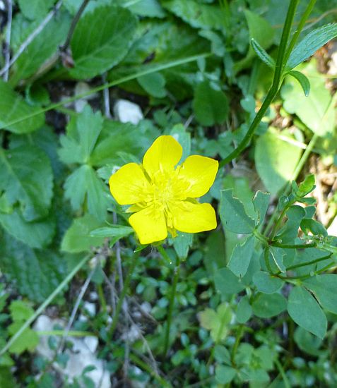 Karersee>Elisabeth-Promenade>Blumen8