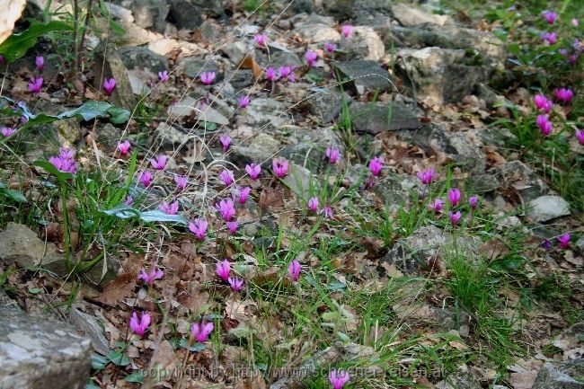 Insel Losinj > Alpenveilchen am Wegrand