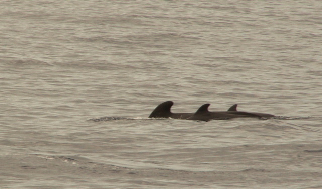 WAL-WATCHING ab Los Cristianos