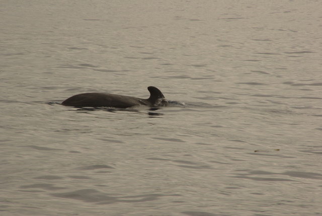 WAL-WATCHING ab Los Cristianos