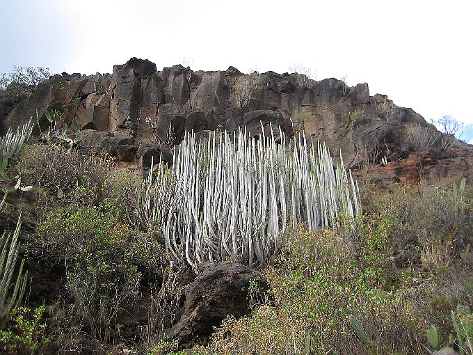 Teneriffa Roque Imoque 6