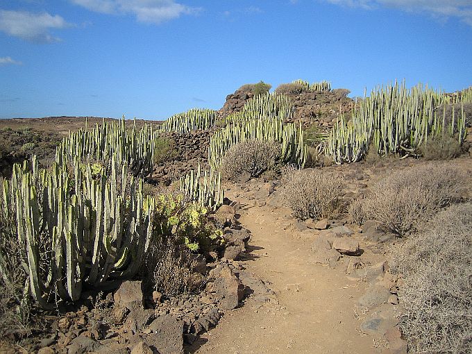 Teneriffa Wanderung Faro de la Rasca 6