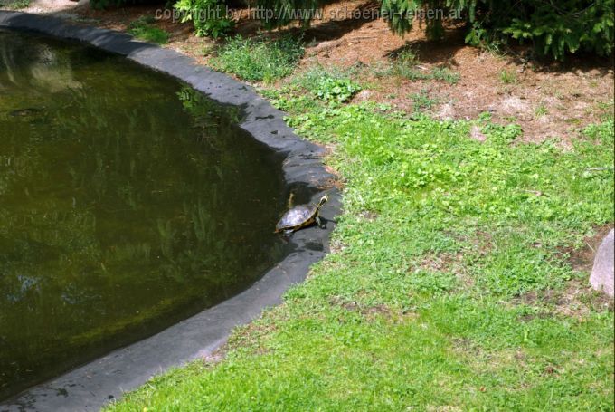 BREMEN > Botanischer Garten > Schildkrötenteich