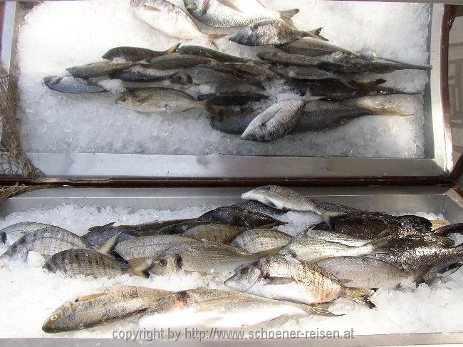 KROATIEN: MALI STON > Kühltheke mit Fischauswahl