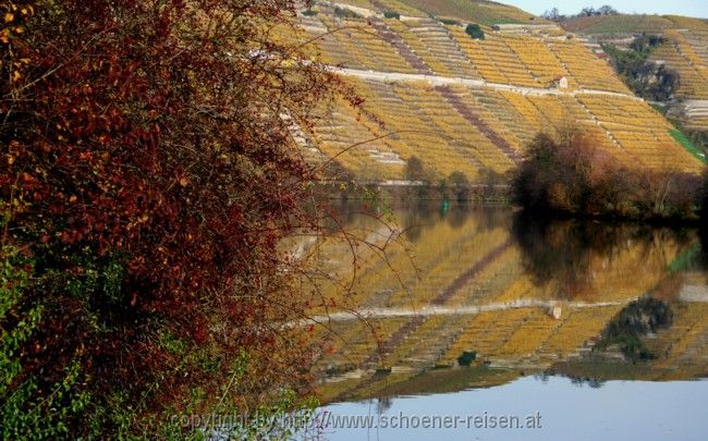 DEUTSCHLAND: NECKAR bei Mundelsheim > Herbst 2006