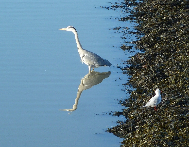 Reiher im Wattenmeer bei Harlingen (NL)