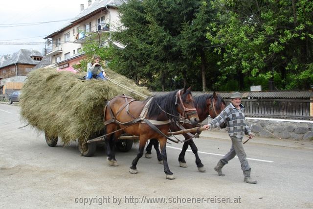 MARAMURES > Heuernte