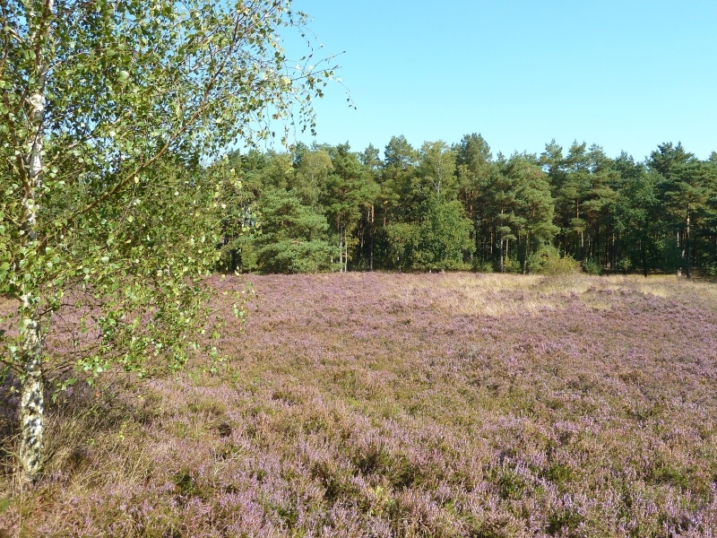 001 Fischbeker Heide