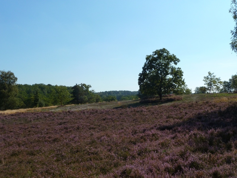 003 Fischbeker Heide