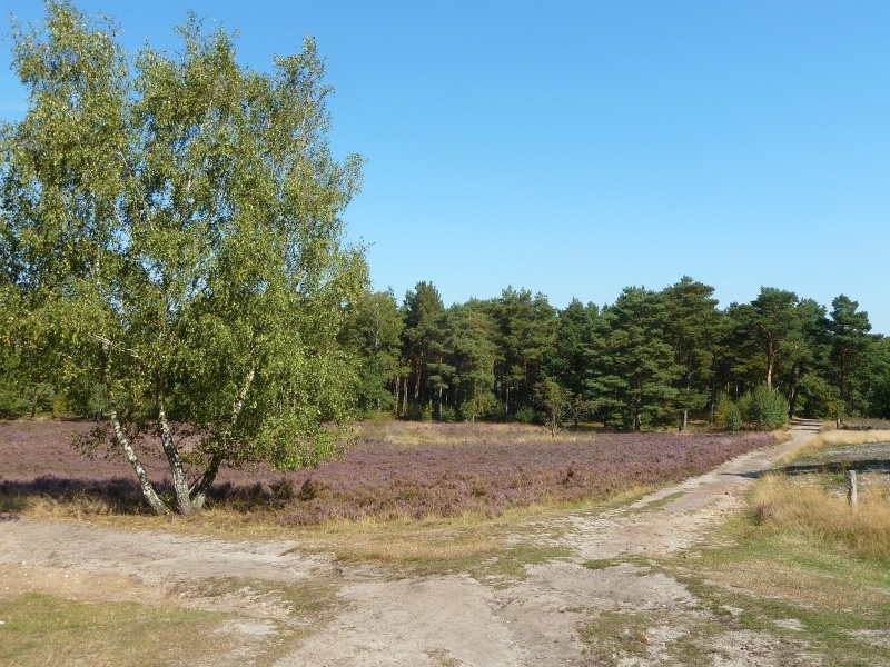 004 Fischbeker Heide