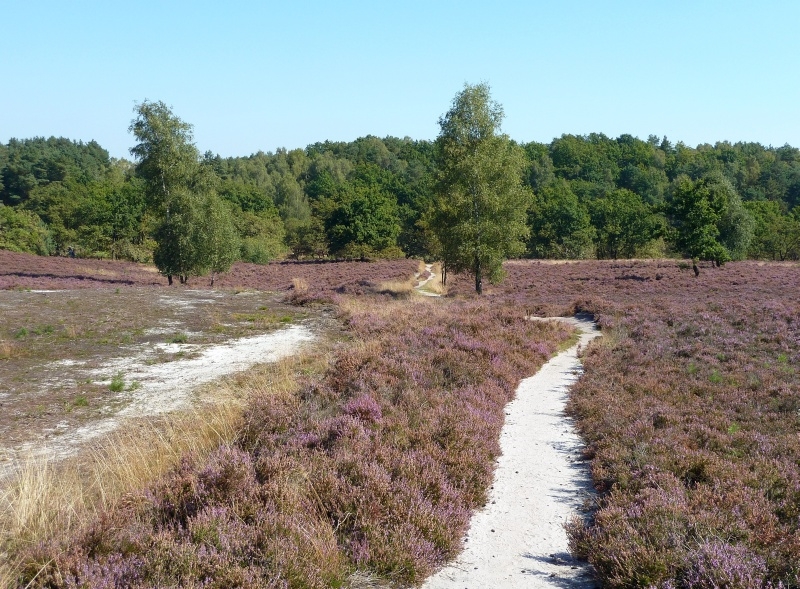 008 Fischbeker Heide