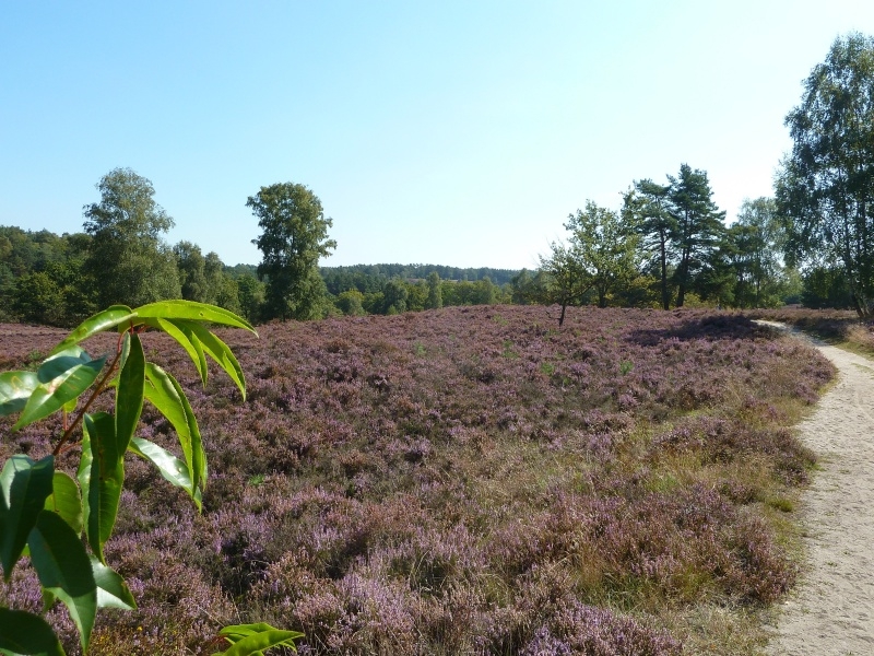 009 Fischbeker Heide