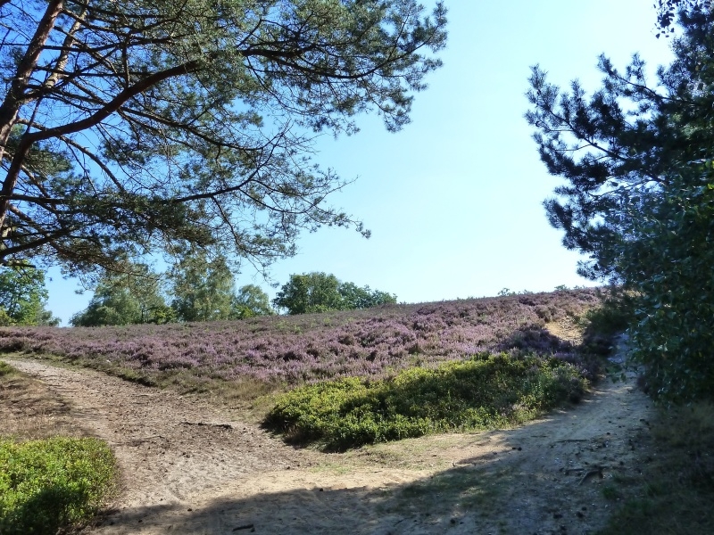 012 Fischbeker Heide