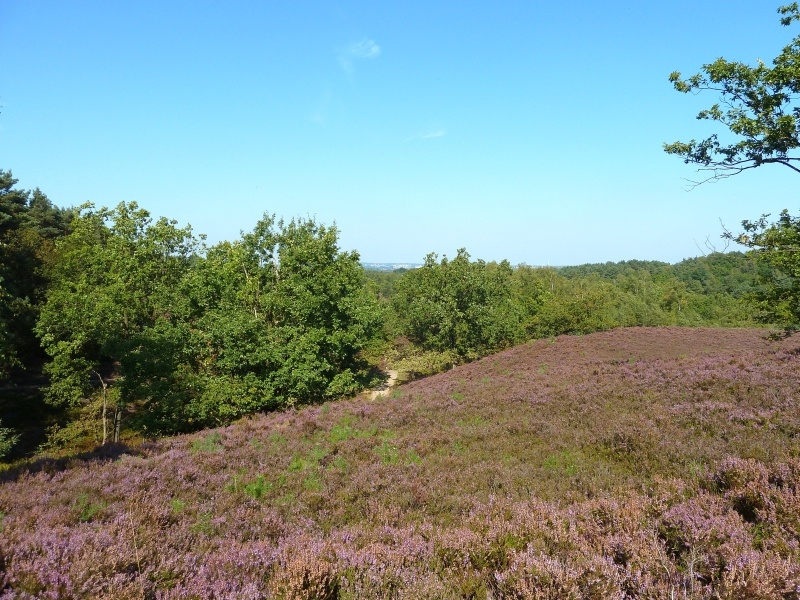 014 Fischbeker Heide - Blick nach Blankenese