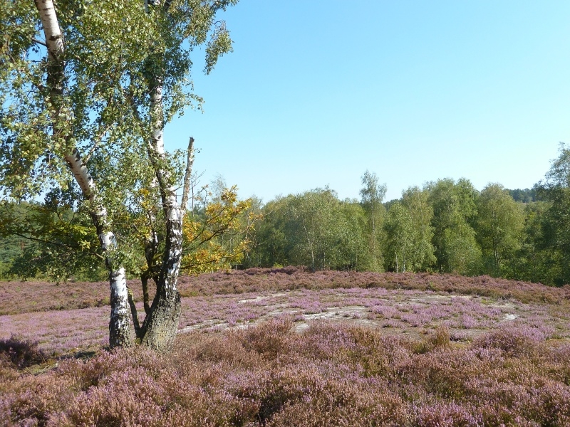 017 Fischbeker Heide