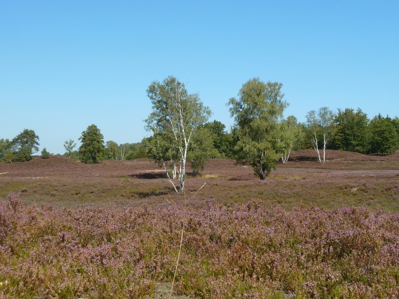 021 Fischbeker Heide