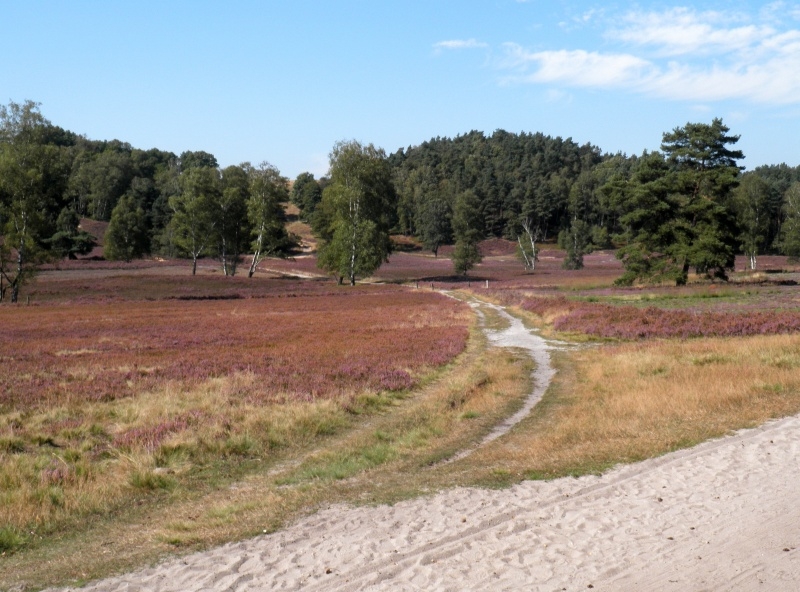 025-2 Fischbeker Heide