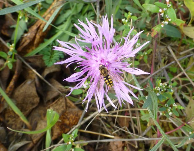 H:Budaörs>Kornblume