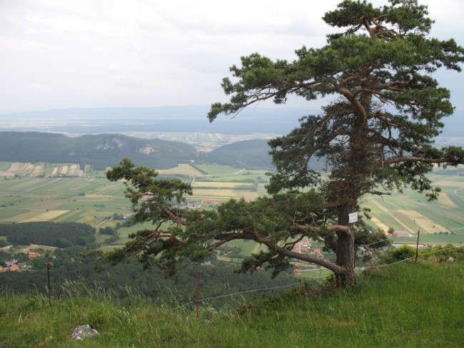 HOHE WAND > Skywalkgelände