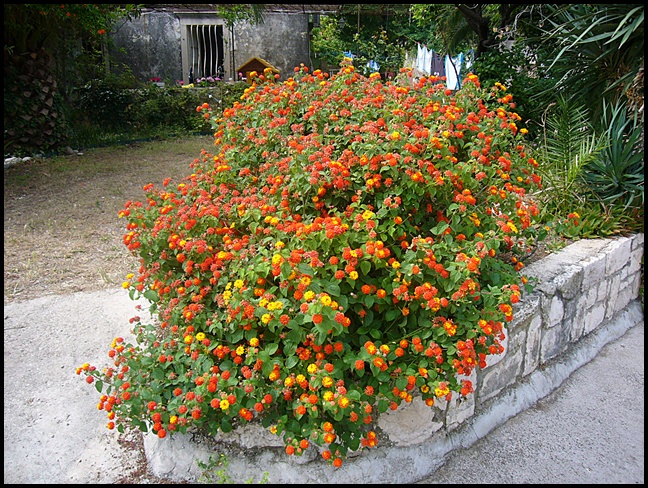 Blumenpracht in Orebic