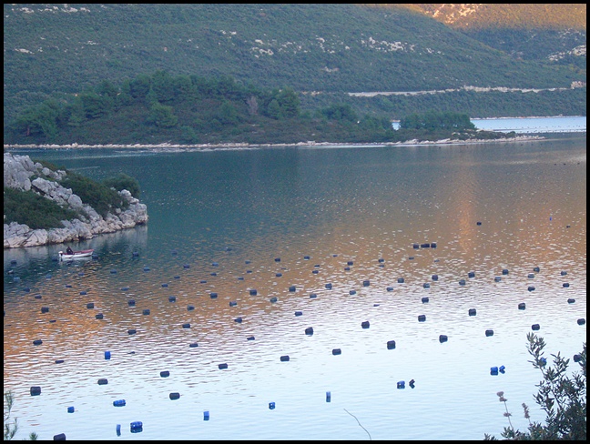 Muschel und Austernbänke bei Peljesac