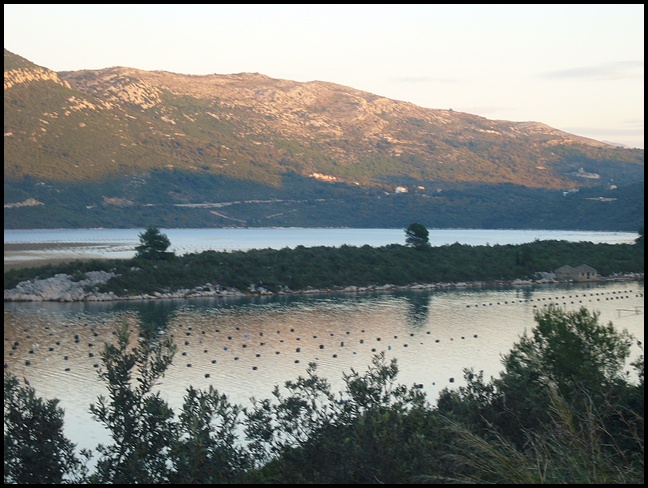 Muschel und Austernbänke bei Peljesac