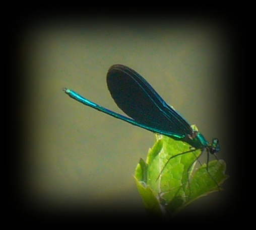 Tierwelt an der Cetina