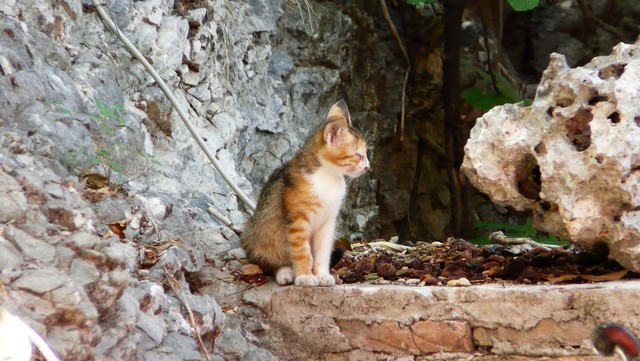 Herbst 2011, 10 Sibenik 6