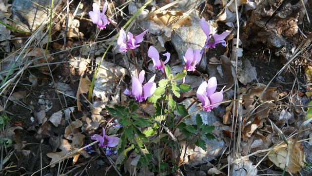 Herbst 2011, 13,Kozjak, Sv. Ivan 3