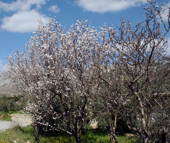 Fühling bei Kastela