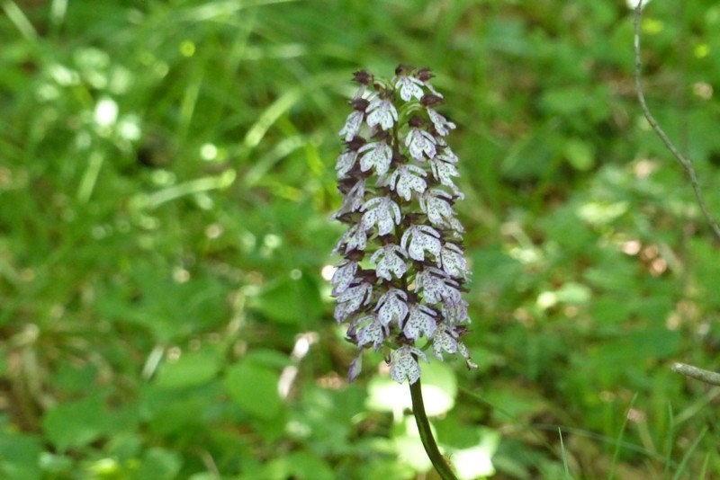 Pićan
