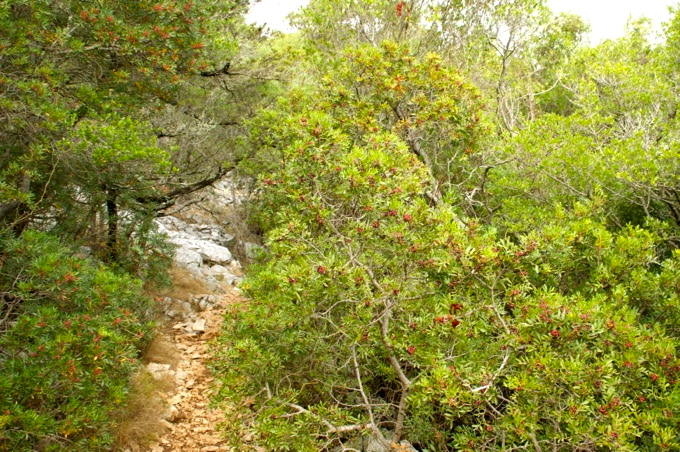 Ostküste > Cala Luna Wanderung 2