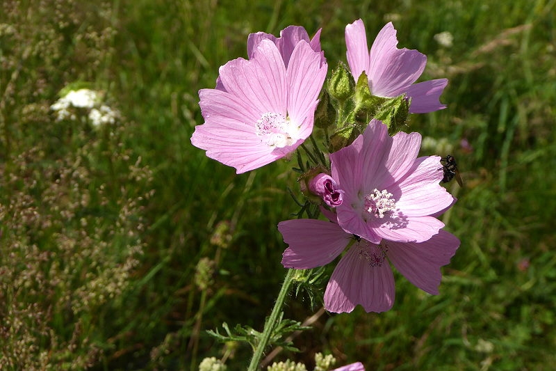 12 Zabljak Spaziergang Ivan Do 016 800