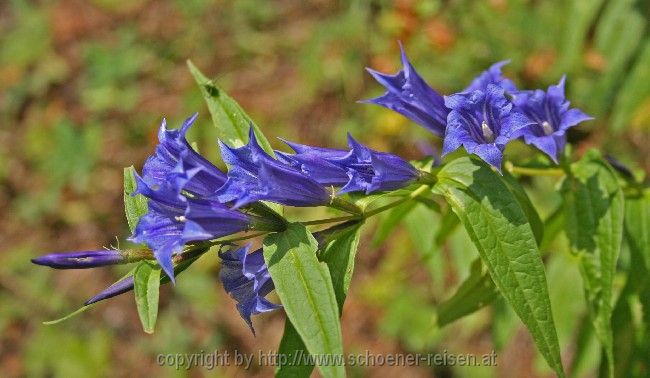 Durmitor > Flora und Fauna 7