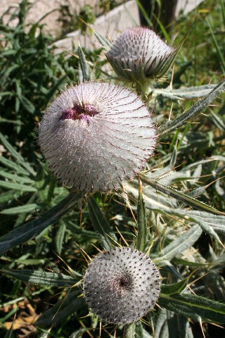 Durmitor > Flora und Fauna 4