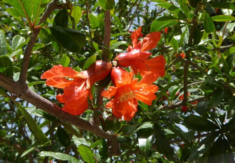 Granatapfelblüten