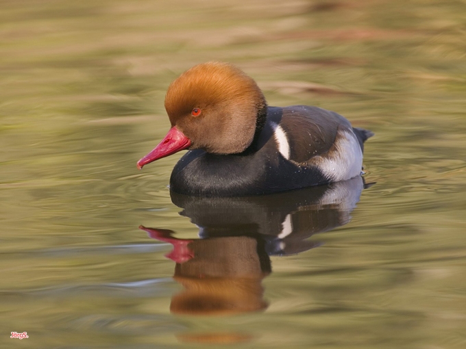 Ente steht Model