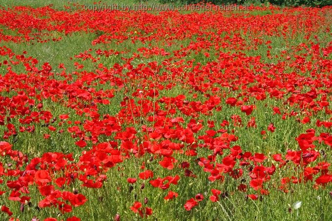 Blühender Klatschmohn