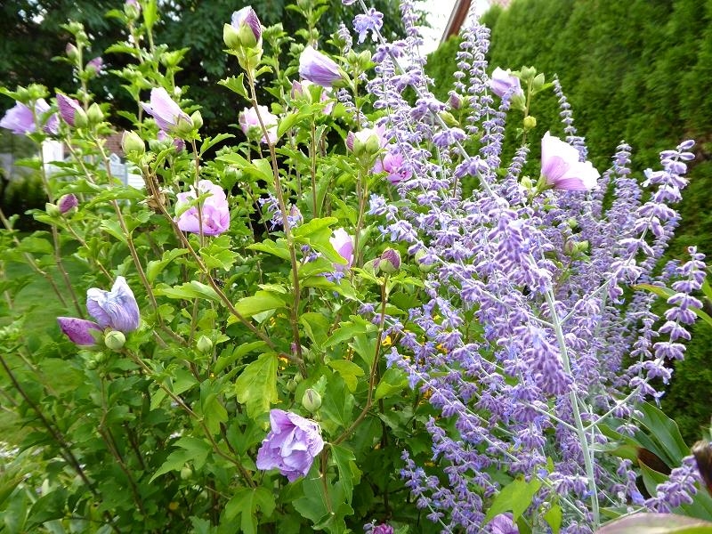 Garten im August