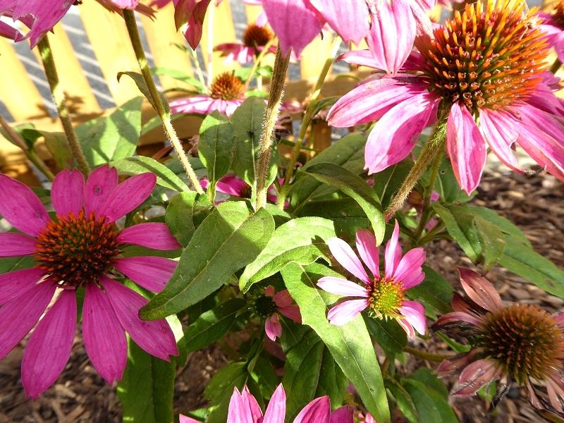 Garten im August