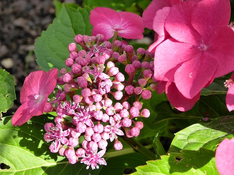 Gartenblumen im August