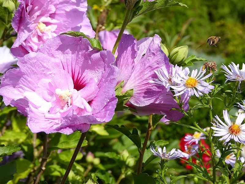 Gartenblumen im August