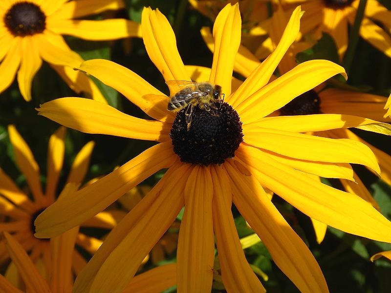 Gartenblumen im August