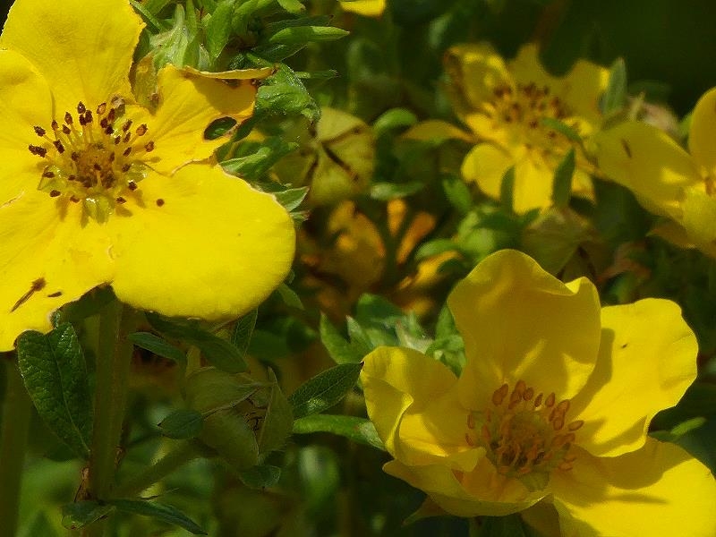 Gartenblumen im August