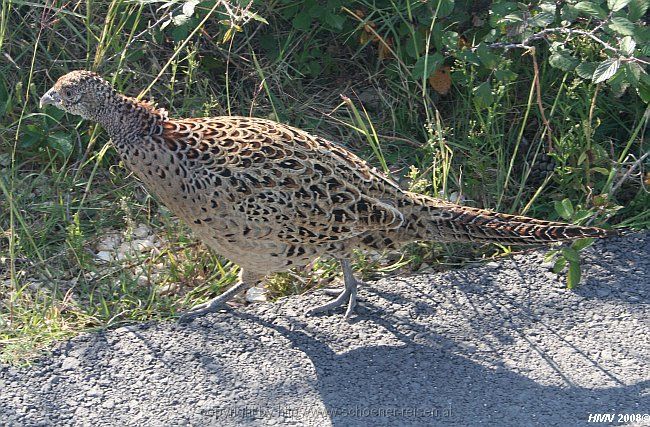 FASAN auf der Halbinsel Lopar