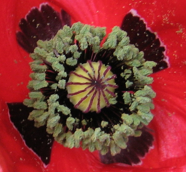 Genau geschaut: Klatschmohn